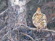 Ruffed Grouse