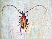 Beetle