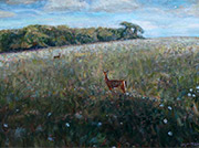 Deer in a Field
