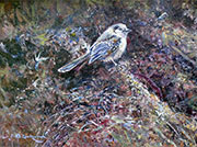 Pheasant