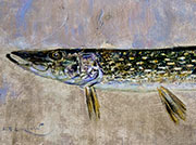 Pike