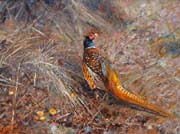 Mr. and Mrs. Pheasant