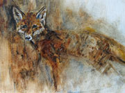 Portrait of a Fox